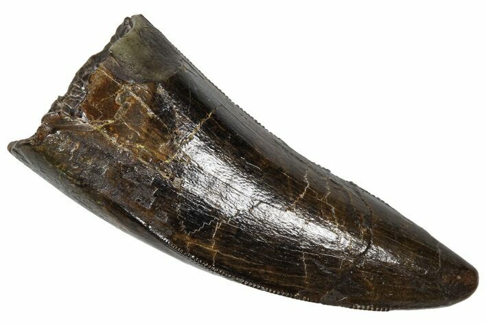 Serrated Tyrannosaur Tooth - Judith River Formation #381203